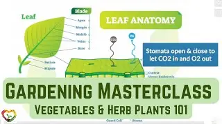 Vegetables & Herb Plants 101: Plant Biology and Lifecycle