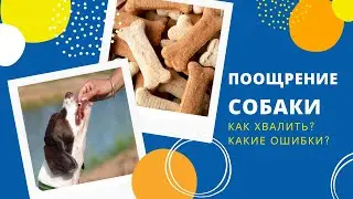 Поощрение собаки. Как хвалить собаку? Что давать в качестве поощрения? Частые ошибки