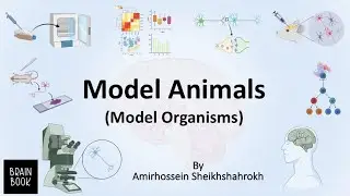 Model Organisms in Research (Model Animal)