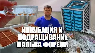 Разведение форели. Инкубация и подращивание малька