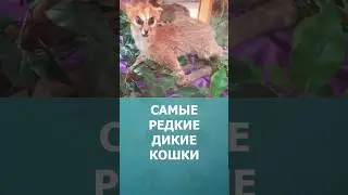 Самые редкие дикие кошки мира #шорт #шортс #топ10 #ютубшортс #кошки #животные  #познавательное