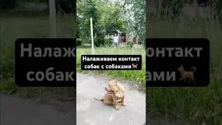 Все собачники избегают встречи с нами