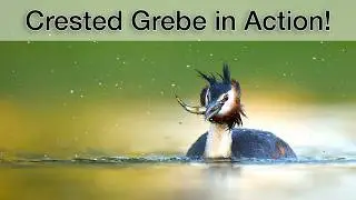 Photographing great crested grebes in backlight - my tips