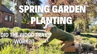 Tomatoes, zinnias and dahlias (and did the wood trays work? Time to plant!)