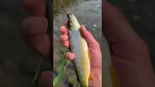 Angler fängt Riesen Fisch am kleinen Wiesenbach!