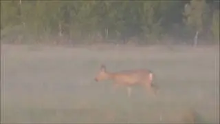 Охота на косулю. Охота с подхода ))