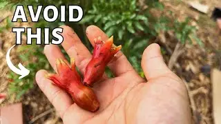 Growing Pomegranates? Secrets of Hand Pollination for MAX Harvests! How to pollinate pomegranates.