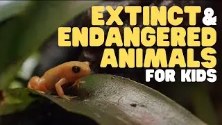 Extinct and Endangered Animals for Kids | What we can do to protect endangered species