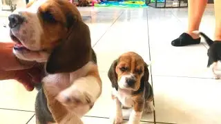 Newborn Beagle Puppies! Cute and derpy playing beagle puppies.
