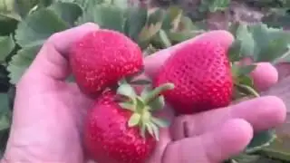 Земляника Кабрилло. Вторая волна плодоношения.