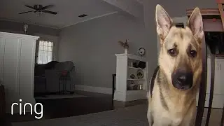 German Shepherd’s Adorable Reaction to Hearing His Owner’s Voice Over Ring! | RingTV