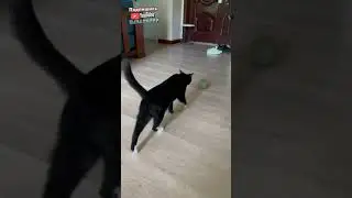 Кота плющит от огромного шарика мяты 😂 | мемы | приколы от Зубарев 