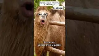 Верблюд плюнул 😱 
