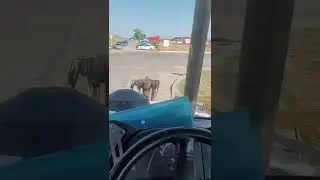 Девушка на тракторе. Понедельник. Рабочии будни.