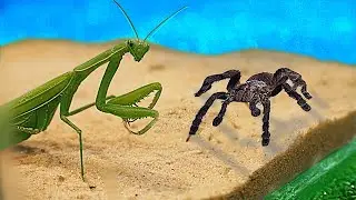 What Will Be If The Mantis Sees The Tarantula