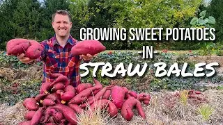 How to grow sweet potatoes in straw bales - harvest loads of sweet potatoes without having to dig!