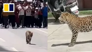 Wild leopard gets lost, wanders on streets in China