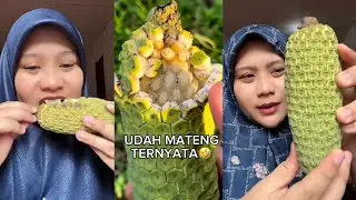 AN3H⁉️ KOMPILASI DIREY MAKAN BUAH MONSTERA