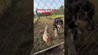 Rooster and puppy playing ! Unlikely friends #rooster #puppy @SippinandSpillin @3MISSISSIPPI
