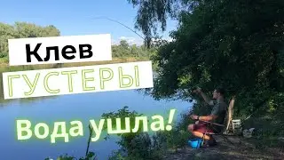 🎣 Десна 2022. Вода ушла. Рыбалка на мелководье. Клев густеры.