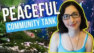 Create A Peaceful Community Aquarium | Peaceful Community Fish Tank