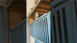The barn cat uses vehicles as a jungle gym