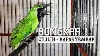 Cucak Ijo Gacor BONGKAR ISIAN - Cililin Kapas Tembak dan Gereja Tarung