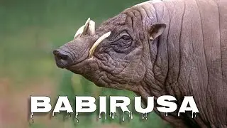 Babirusa sound