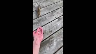 chipmunk2