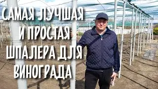 Самая лучшая и простая шпалера для винограда !!!