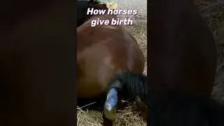 horse giving birth ❤️🔥 