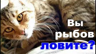 Рыбалка с котом.