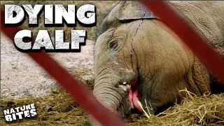 Will This Elephant Calf Survive a Deadly Virus? | The Secret Life of the Zoo | Nature Bites