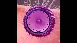 Embryo Development _Become a baby 🍼