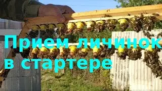 Прием личинок в семье стартере.