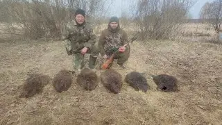 Мой комплект на БОБРА. ИЖ 18мн 223rem. Быстросьем AIMPRO. Пицел PARD. Фонари ARMYTEK.