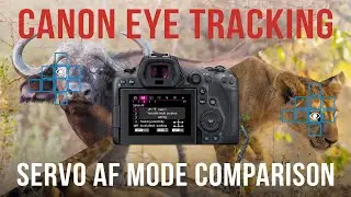 Canon R Servo AF Animal Eye Tracking Comparison