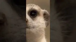 The Life of Meerkats  #wildlife #animaldocumentary #nature #shorts