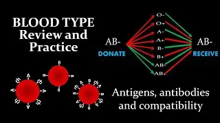 Blood Type | Review and Practice