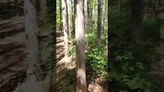 Coniferous Forest ASMR 2