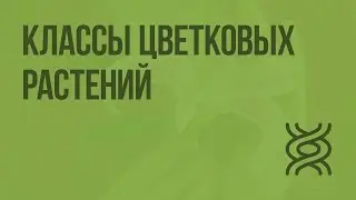 Классы цветковых растений. Видеоурок по биологии 6 класс