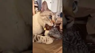 #123 Funniest Cats And Dogs videos 🐶🐱 #funny #animals #cuteanimals