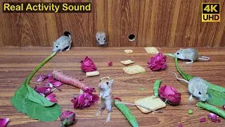 Cat TV mouse jerry hole fun and squabble with real sound in wide view , 8 hour 4k UHD