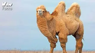 Amazing facts about Camel | Documentary about camel | Meet the animals | wow facts