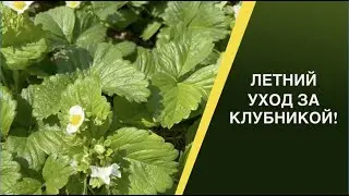 КАК УХАЖИВАТЬ ЗА КЛУБНИКОЙ ЛЕТОМ! СЕКРЕТЫ БОЛЬШОГО УРОЖАЯ