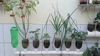 Como fazer uma HORTA VERTICAL Auto Irrigável  com Garrafas Pet,Tomate, Alho Poró, Cebolinha, DIY