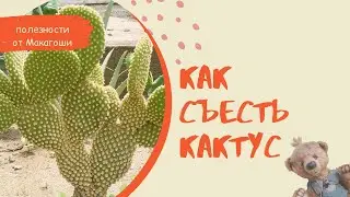 Как я съела Кактус 🌵