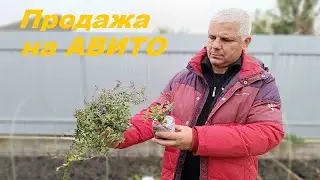 Продажа на АВИТО!!!