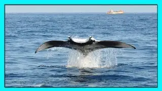 Гигантский Морской Дьявол Манта летает, как птица! Самый большой скат в мире.
