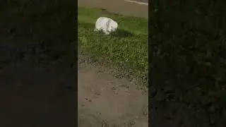 Man Tricked By Magical Rock Puppy